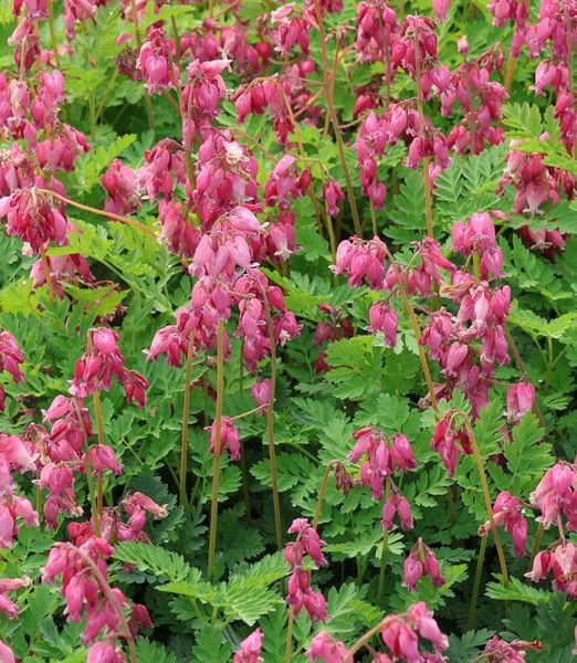 Dicentra formosa 'Luxuriant'